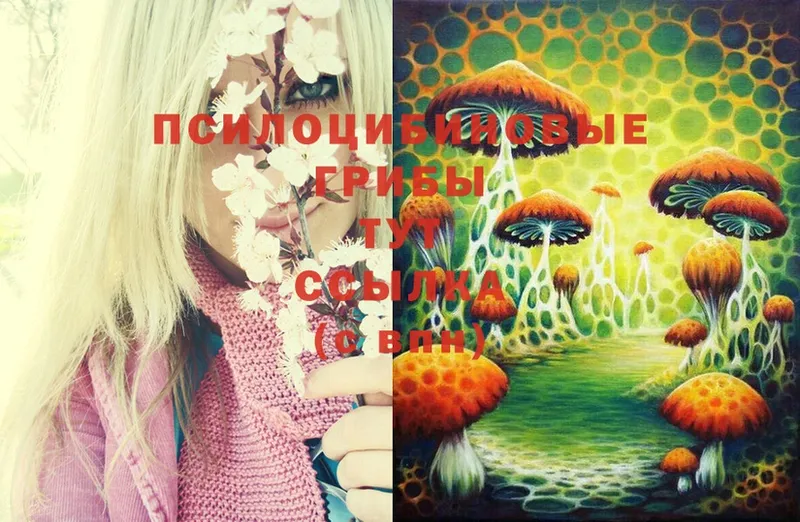 Галлюциногенные грибы Cubensis  купить  сайты  даркнет какой сайт  Кедровый 